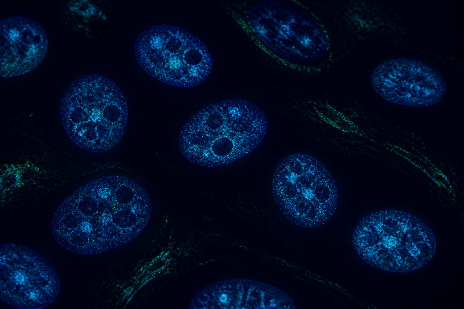 Fluorescence microscopy image of human cells used in aging biology research