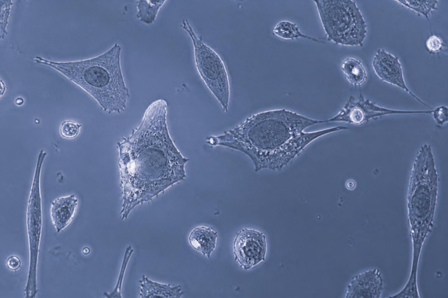 Microscopy image of human cells