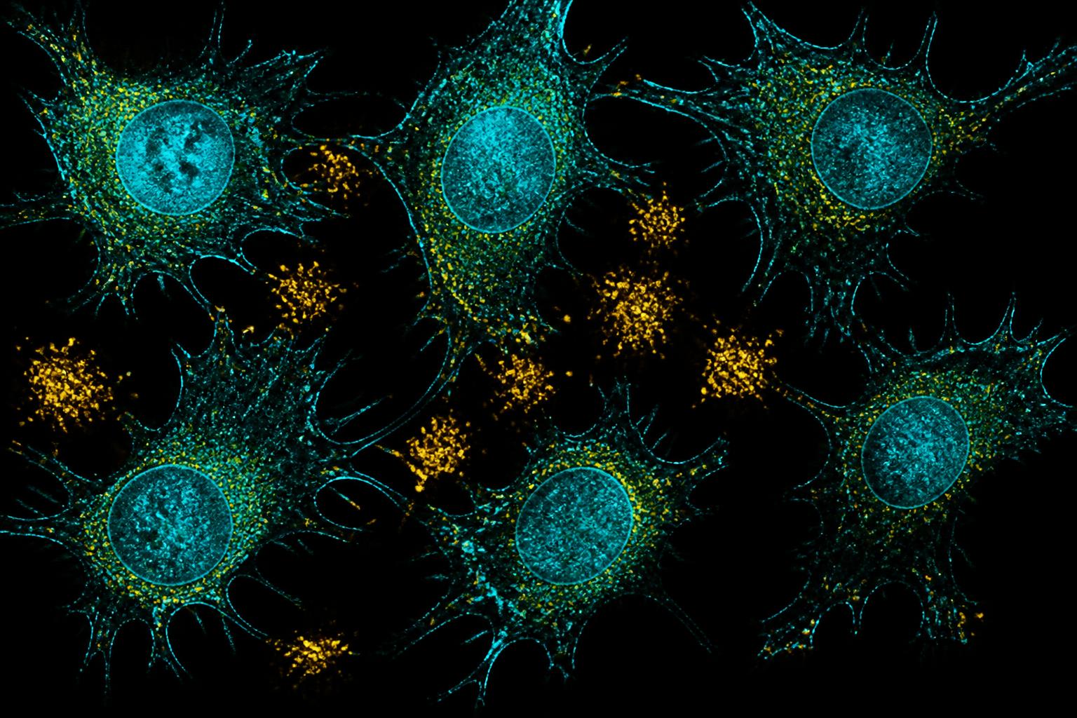 Cellular visualisation of immune activity